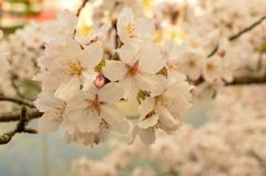 桜 in 宇治川 その２