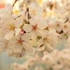 桜 in 宇治川 その２