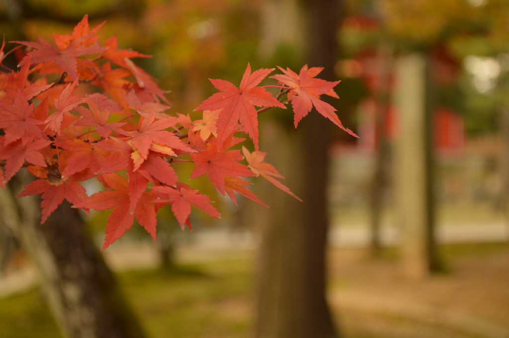 正統派の紅葉