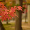 正統派の紅葉