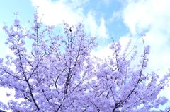桜 in 宇治川 その４