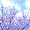 桜 in 宇治川 その４