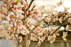 桜 in 宇治川 その９