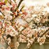 桜 in 宇治川 その９