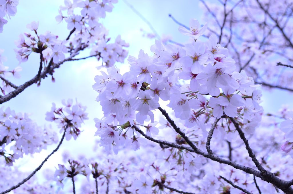 桜 in 宇治川 その１