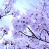 桜 in 宇治川 その１