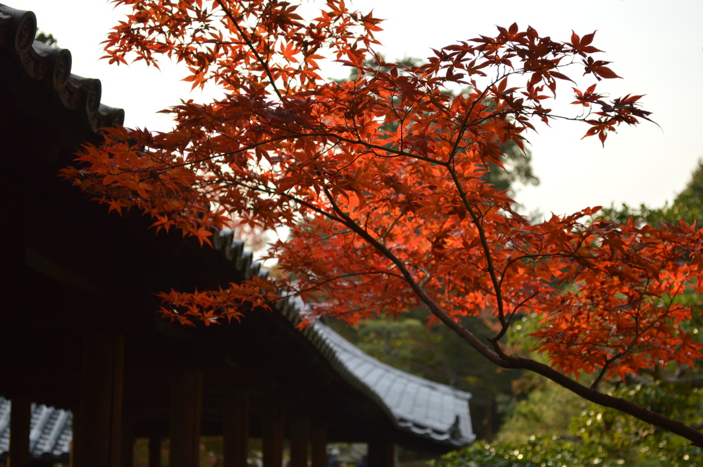 早まった紅葉
