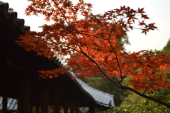 早まった紅葉