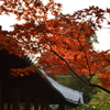 早まった紅葉