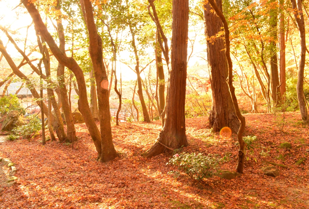 紅葉の裏世界