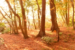 紅葉の裏世界