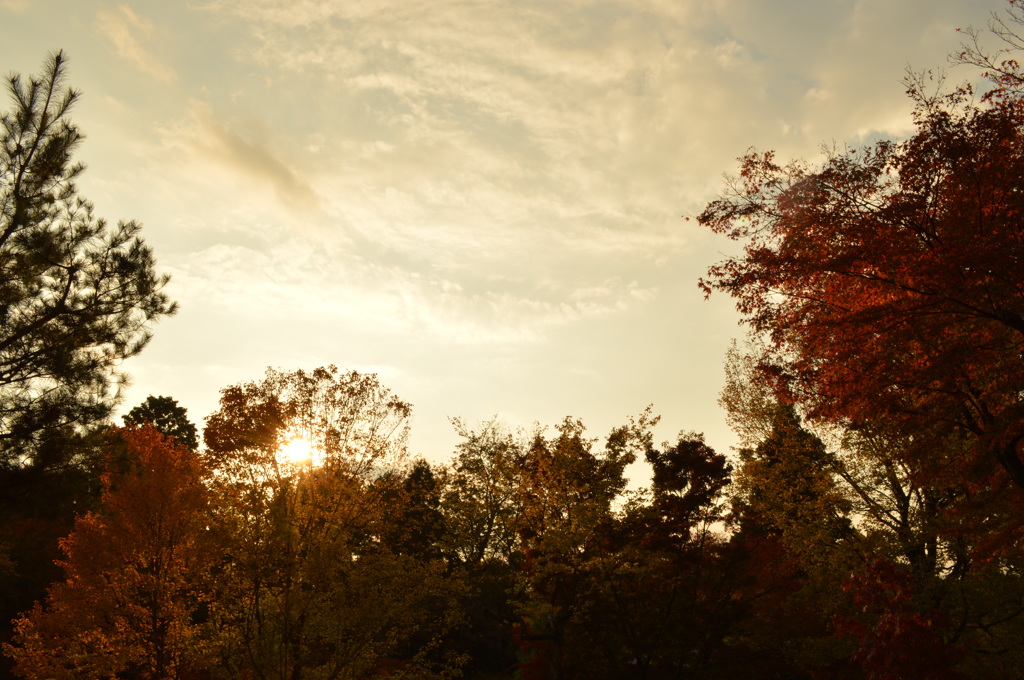 疲れかけの紅葉
