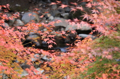 風に揺れる