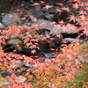 風に揺れる