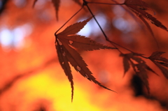 燃える秋