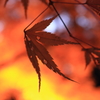 燃える秋