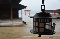 厳島神社の鳥居を遠目に