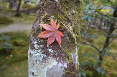 もみじの休息