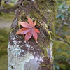 もみじの休息