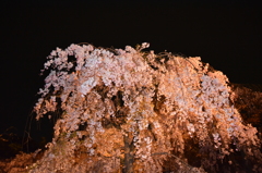 二条城夜桜ライトアップ