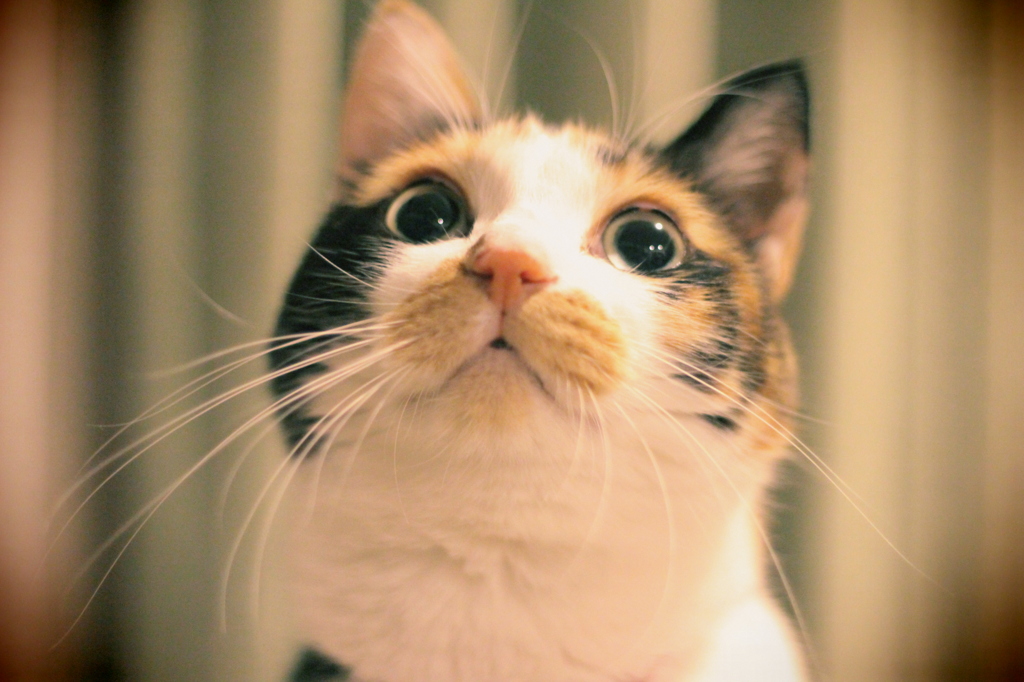 三毛猫
