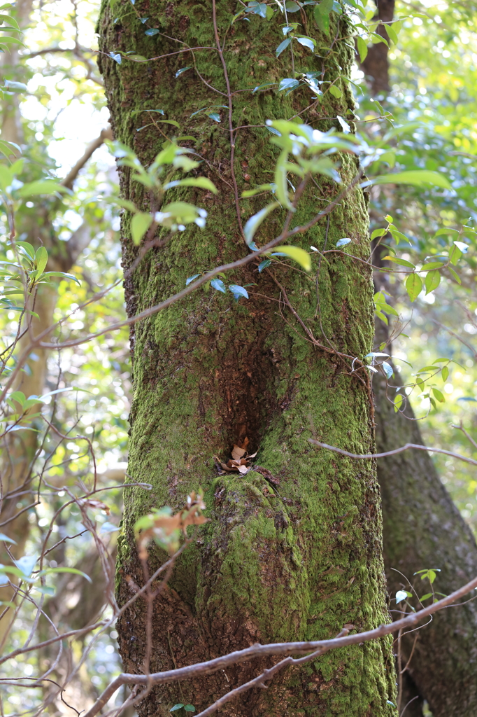 苔のむすまで