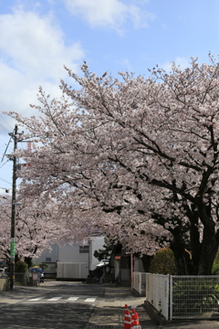 わが町の桜