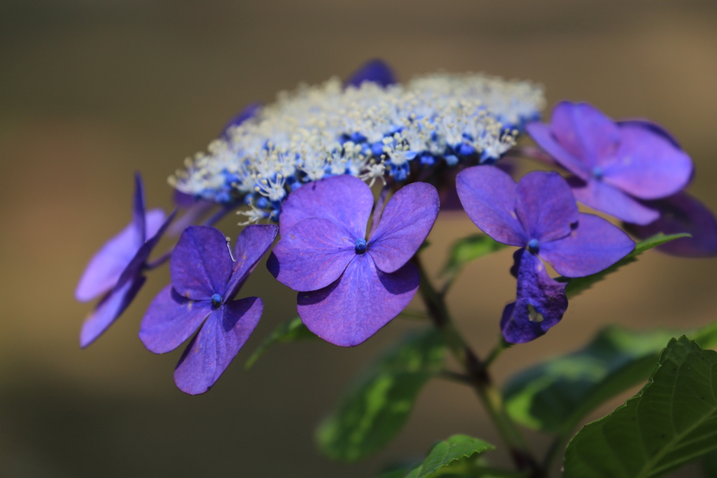 花弁の壁