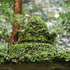 苔の帽子