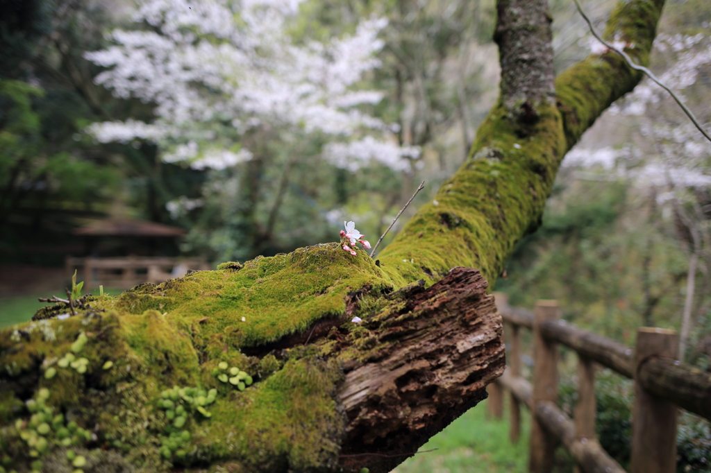 花一輪全景