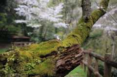 花一輪全景