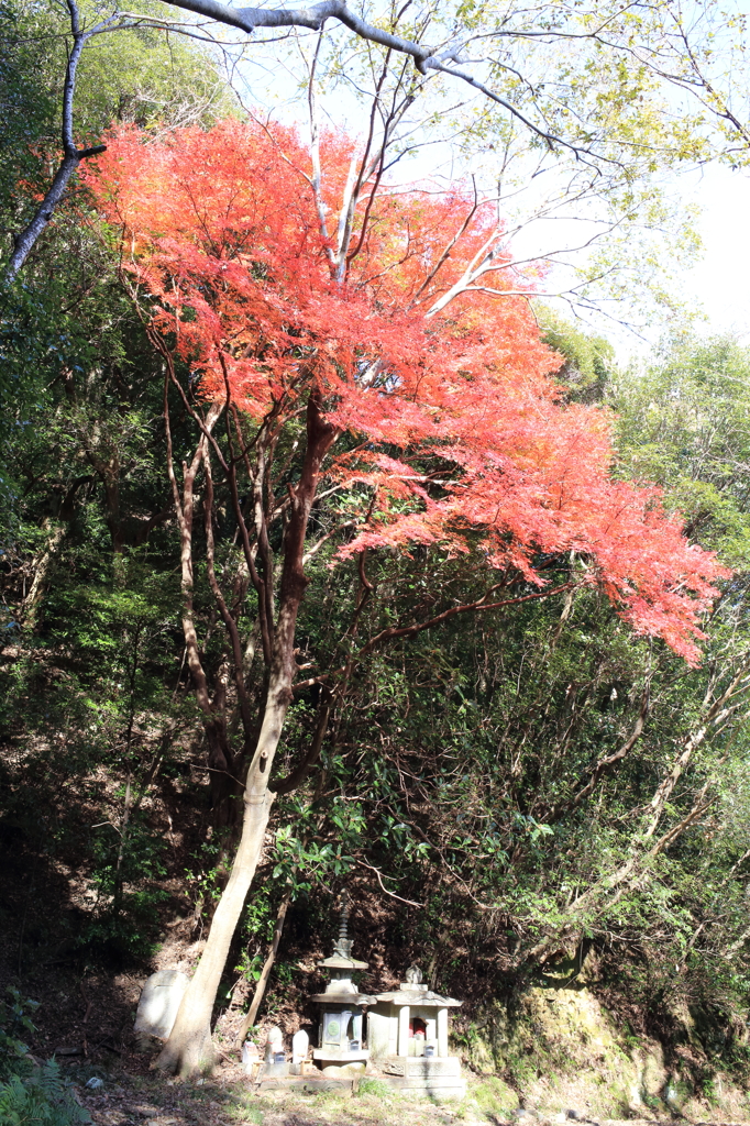 紅い傘の下で