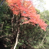 紅い傘の下で