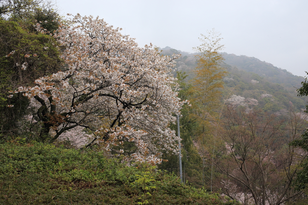 満開じゃ。