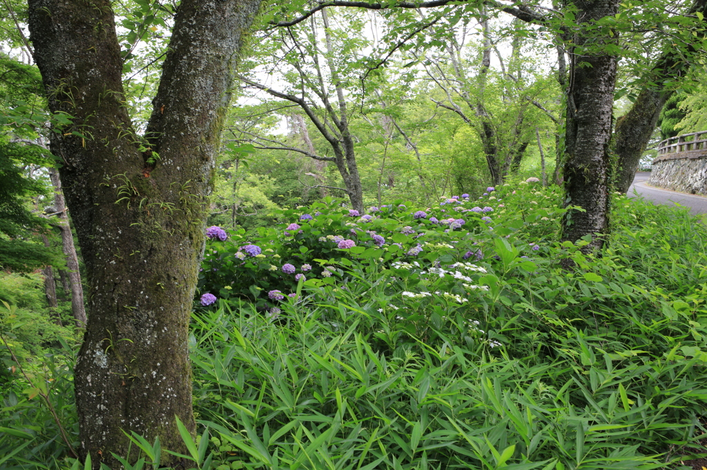 桜の木の下で