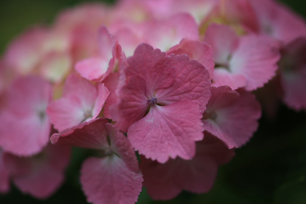 ピンクの花びら