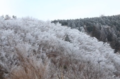 樹氷