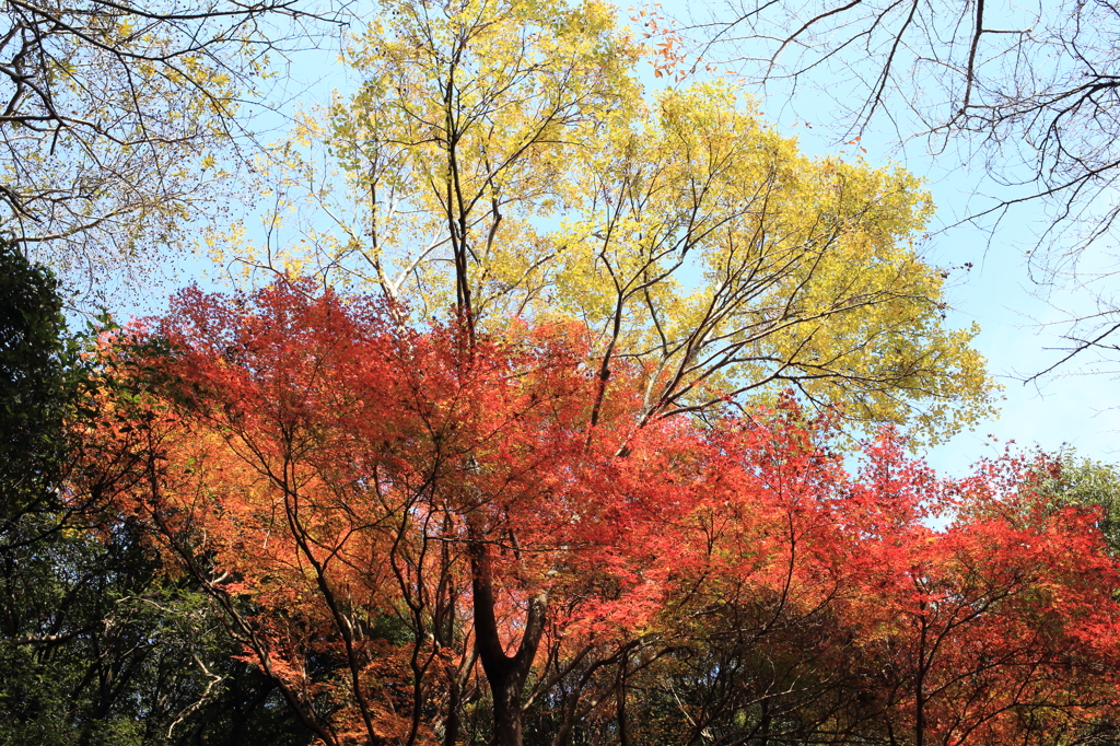 紅葉二層