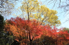 紅葉二層