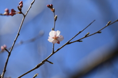 一輪の桜