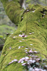 苔のじゅうたん其の二