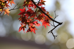 紅葉、陽光を浴びて