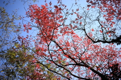 雑木燃ゆる！