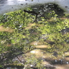 水面鏡