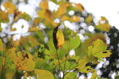 キビタキになり切れなかった紅葉