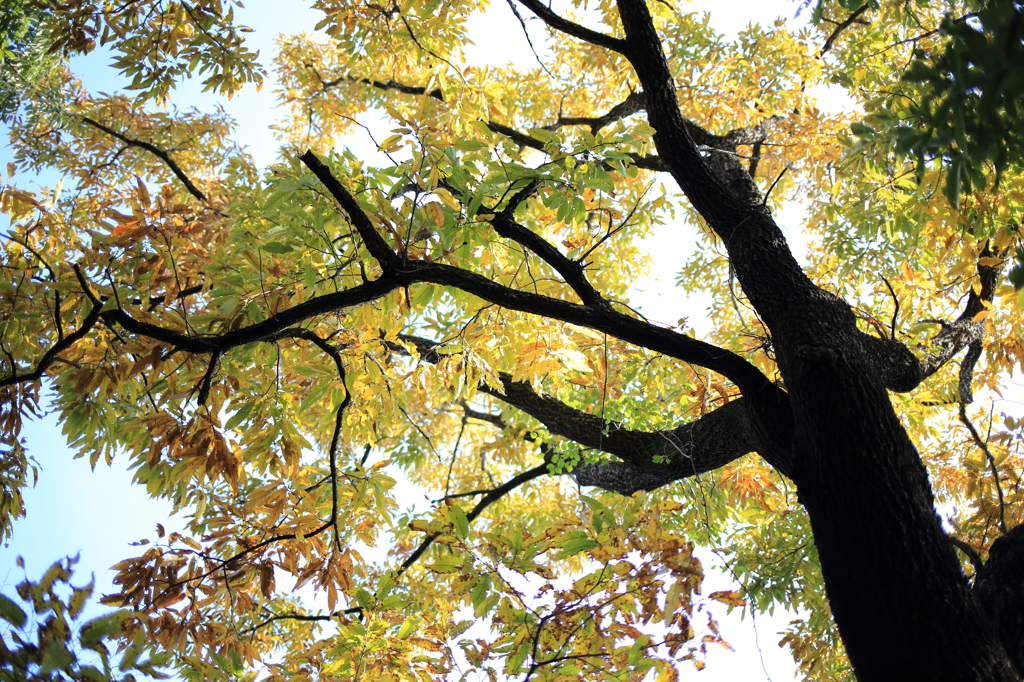 雑木の紅葉