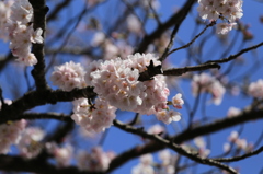 綿菓子のように