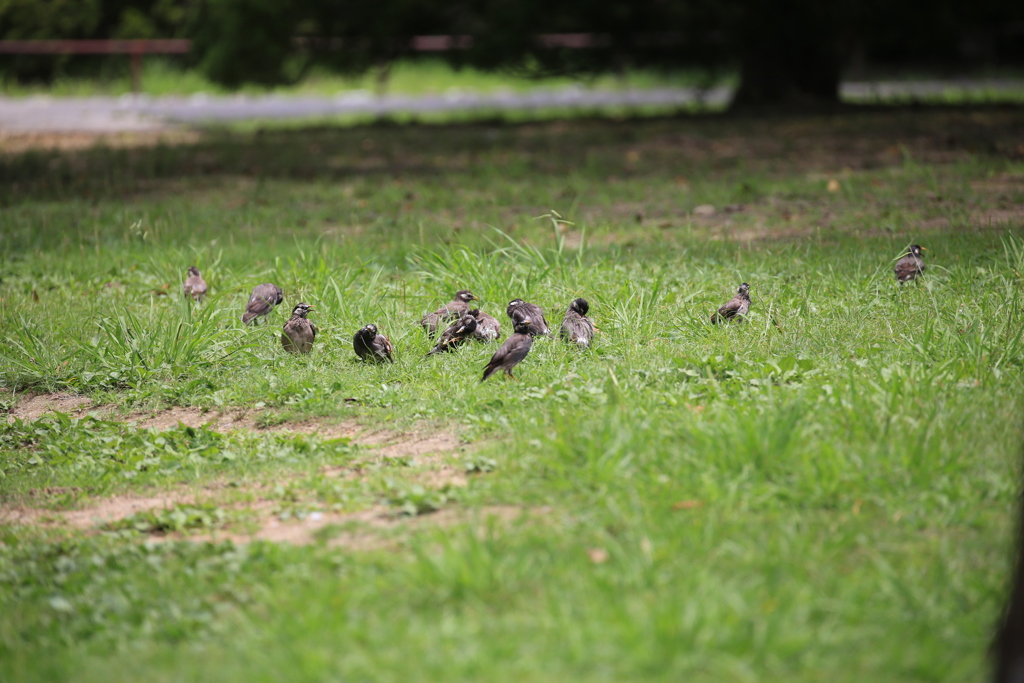 公園デビュー