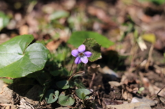 ♪スミレの花が…♪