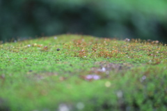 苔の発芽？